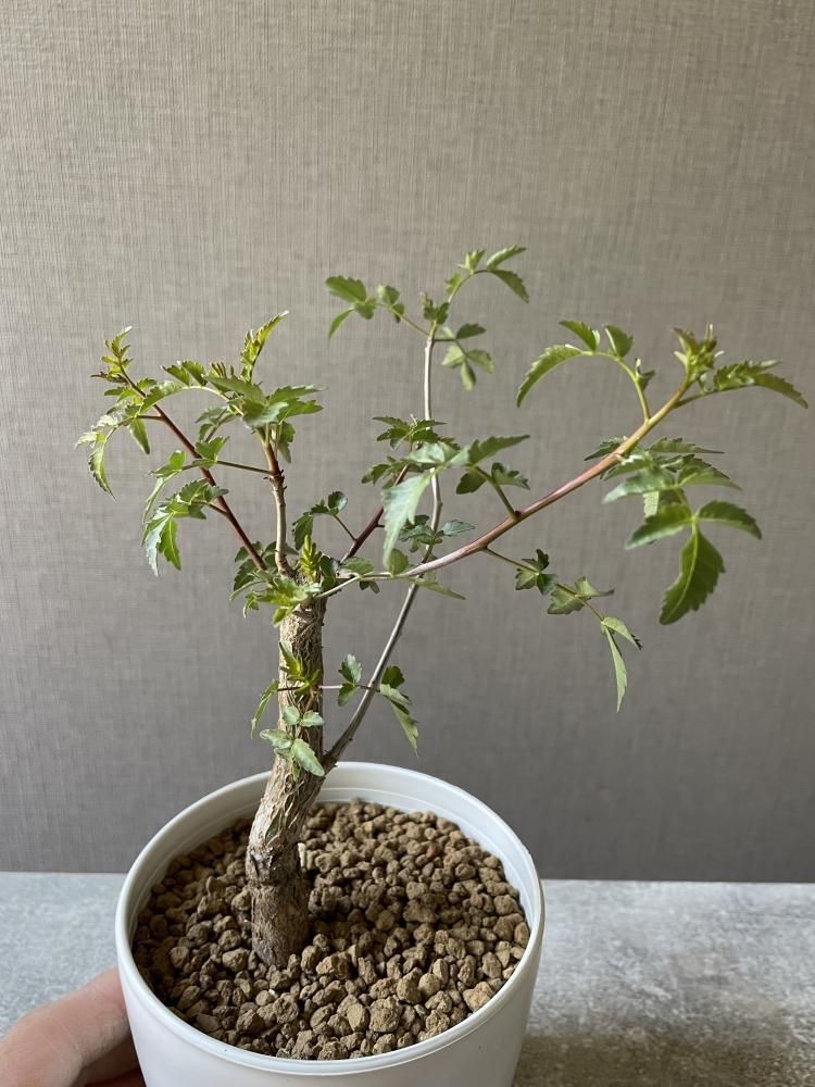 ブルセラ ファガロイデス（挿し木・発根済み）とても立派な根を