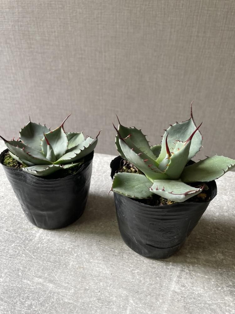 アガベ パリ― トランカータ ㊨