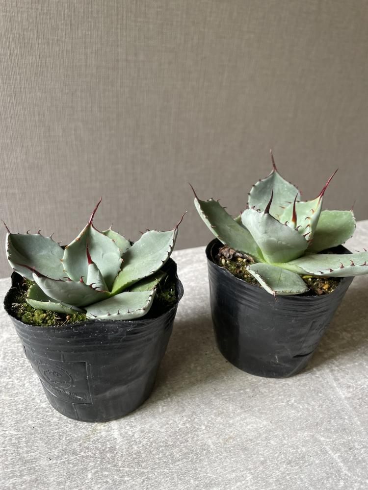 アガベ パリ― トランカータ ㊨