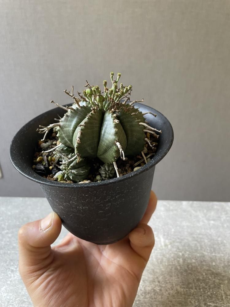 ユーフォルビア バリダ