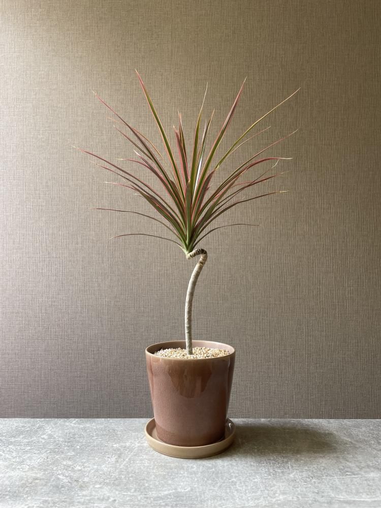 ドラセナ・コンシンネ・レインボー 淡いピンク陶器鉢付き