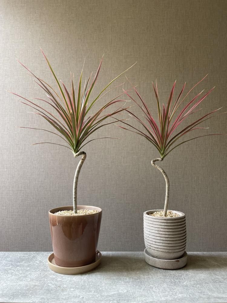 ドラセナ 6号 | 観葉植物の通販ならHitoHana（ひとはな）