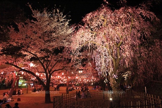 懐古園の夜桜