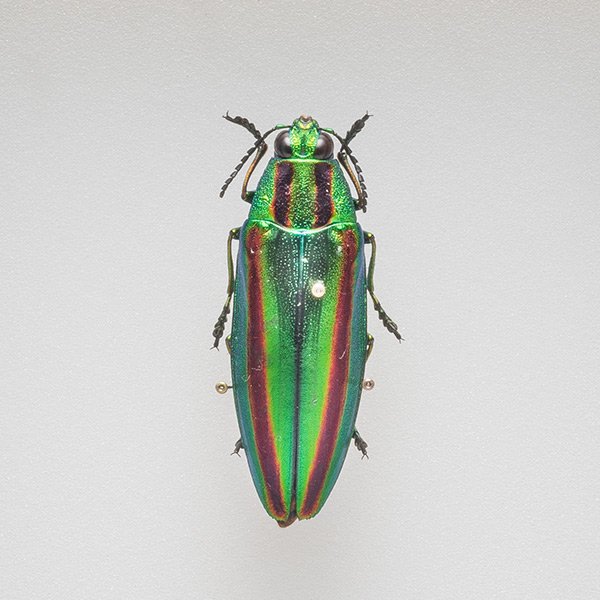 標本 ヤマトタマムシ メス３８mm 千葉県富津 －184８ - 虫類