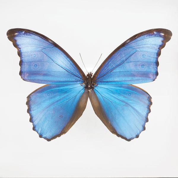 蝶の標本 ディディウスモルフォ Morpho Didius モルフォチョウ