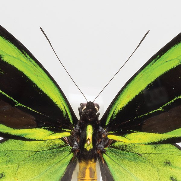 昆虫標本 蝶の標本 アカメガネアゲハ アクリルフレーム 黒