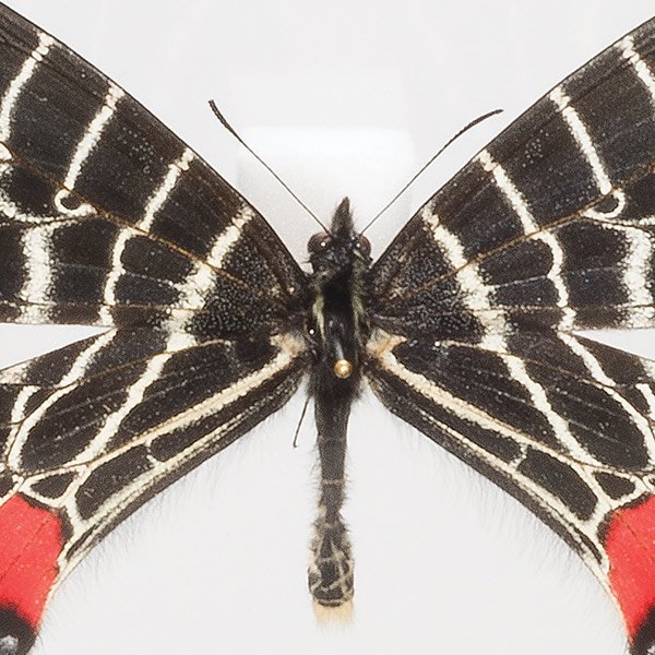 蝶の標本 アゲハ (A16) コレクション | easyvit.com