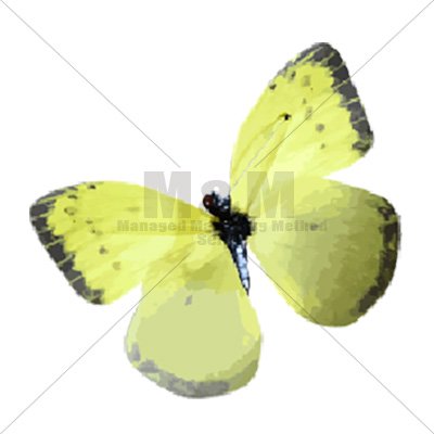 イラスト素材 小物 雑貨 オブジェ 可愛い蝶々 黄色 M M Collection