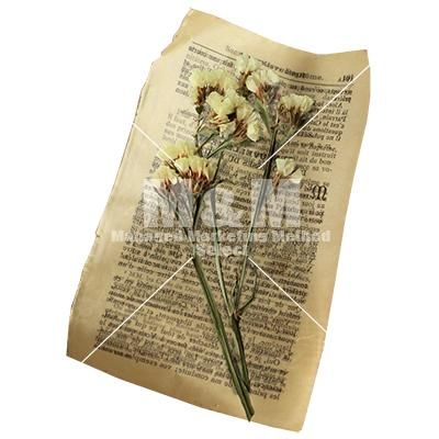 切り抜き素材 花 ドライフラワー スターチスとアンティークペーパー M M Collection 切り抜き素材 花 ドライフラワー スターチスとアンティークペーパー M M Collection