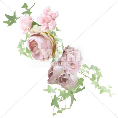 イラスト素材 花 アンティークピンクローズ アイビー １１ M M Collection
