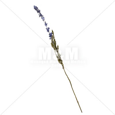 切り抜き素材 花 ドライフラワー ラベンダー １１ M M Collection