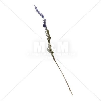 切り抜き素材 花 ドライフラワー ラベンダー 13 M M Collection 切り抜き素材 花 ドライフラワー ラベンダー 13 M M Collection