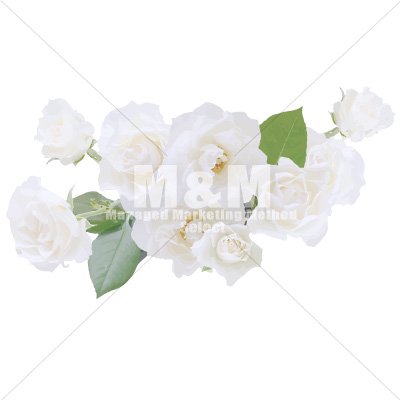 イラスト素材 花 ホワイトローズ ５ M M Collection