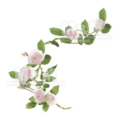 イラスト素材 花 薄いピンクローズと葉っぱ パーツ４ M M Collection