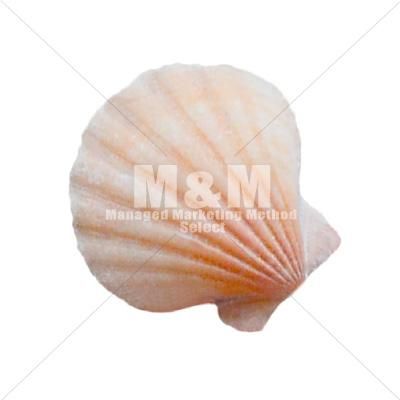 切り抜き素材 小物 雑貨 アプリコットピンク色の貝殻 M M Collection 切り抜き素材 小物 雑貨 アプリコットピンク色の貝殻 M M Collection