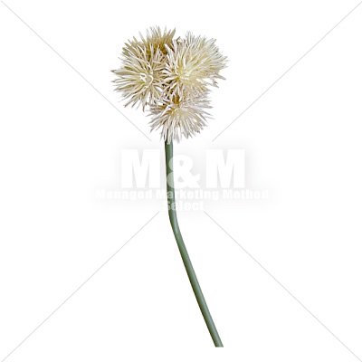 切り抜き素材 秋素材 花 白い花 １ M M Collection