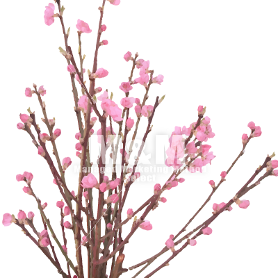 つぼみが可愛い枝つきの桃の花 イラスト素材 Flower フラワー M M Collection