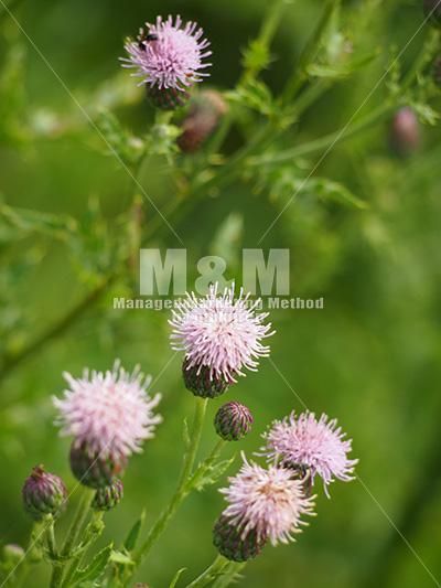 写真素材 アザミの花 M サイズ