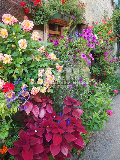 写真素材 サンチュラリードルトの花のある風景 1 L サイズ M M Collection