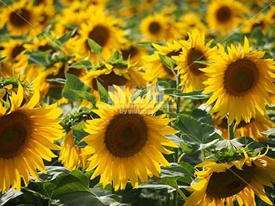 ひまわりりす☆5センチパッチンピン☆ブルー