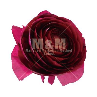 切り抜き素材 花 濃い赤のバラ一輪 M M Collection 切り抜き素材 花 濃い赤のバラ一輪 M M Collection