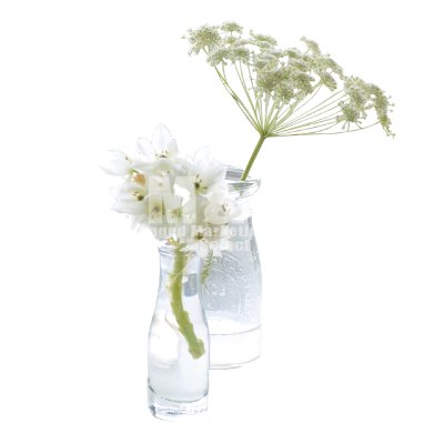 切り抜き素材 花 光を浴びたガラスと白い花 M M Collection