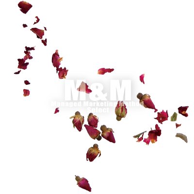 切り抜き素材 ハーブ 赤いローズの花びらとつぼみ M M Collection