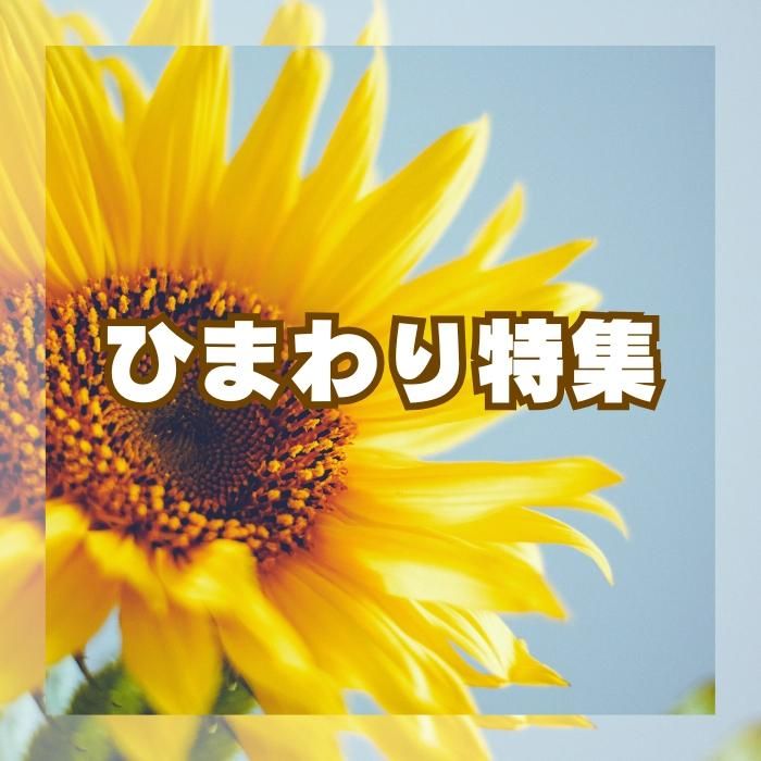 ¥«¥Æ¥´¥êC