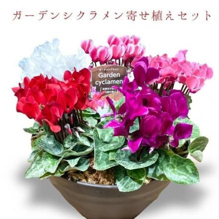 販売開始【お問い合わせページ】シクラメン　品種物　ガーデンシクラメン ガーデンシクラメン販売中！ | JA東京あおば
