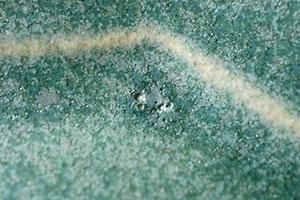 マ25 銅緑釉 線刻八角洋皿 - 益子焼の小さな窯元「よしざわ窯 マ25 銅緑釉 線刻八角洋皿 - 益子焼の小さな窯元「よしざわ窯