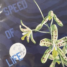 K15 / SPEED OF LIFE -2LP- (USED)