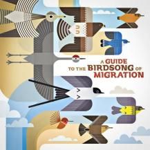 V.A. / A GUIDE TO THE BIRDSONG OF MIGRATION -LP- (10ͽ)