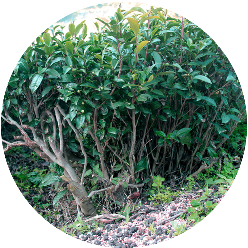 一般的な茶樹