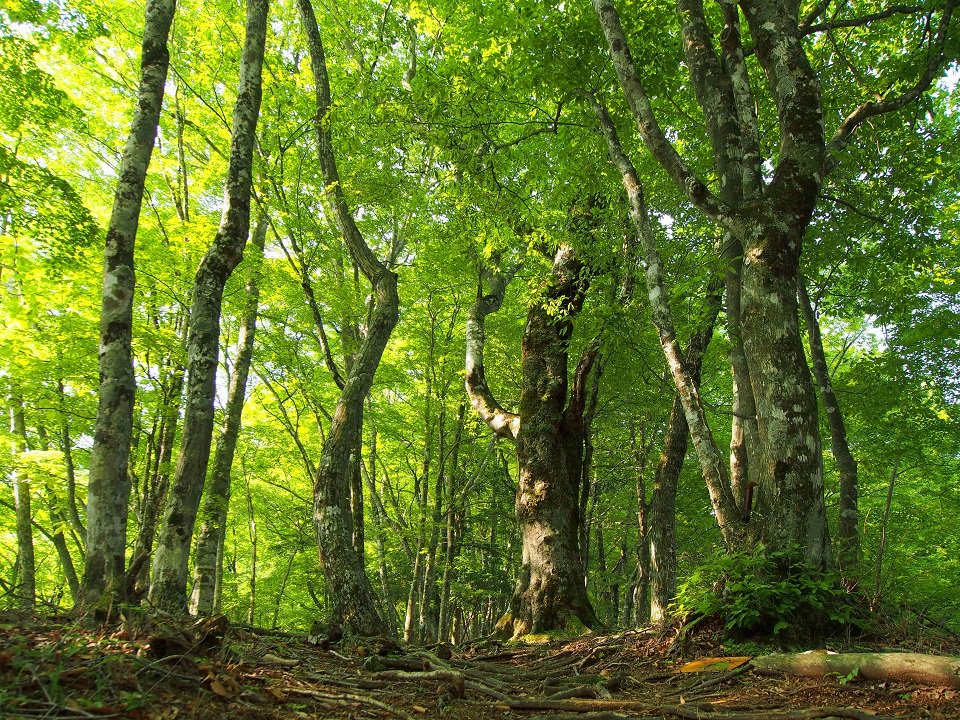 持続可能な森林管理