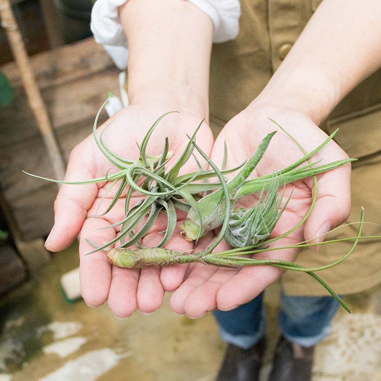 エアープランツの通信販売・ネットショップ｜観葉植物・多肉植物、塊根