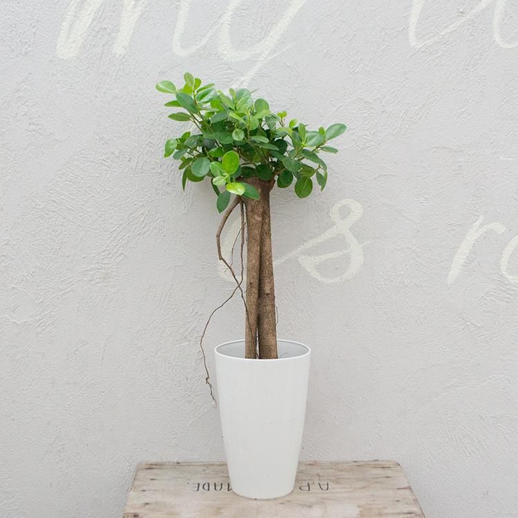パンダ ガジュマルの通信販売 ネットショップ 観葉植物 多肉植物 塊根植物の通販 ネットショップの The Farm Universal Online Store パンダ ガジュマルの通信販売 ネットショップ 観葉植物 多肉植物 塊根植物の通販 ネットショップの The Farm Universal Online Store