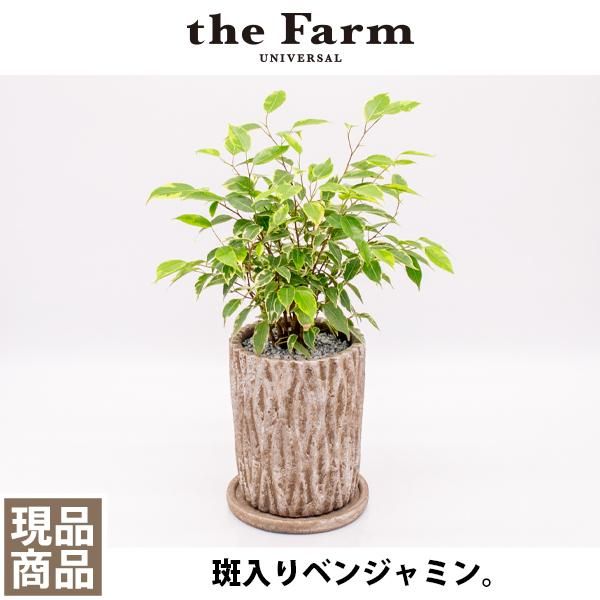 人気の斑入りベンジャミンなどの観葉植物を通信販売 国内最大級のガーデンセンター The Farm Universal から人気の観葉植物 希少な塊根 植物 珍しい多肉植物をお届けします