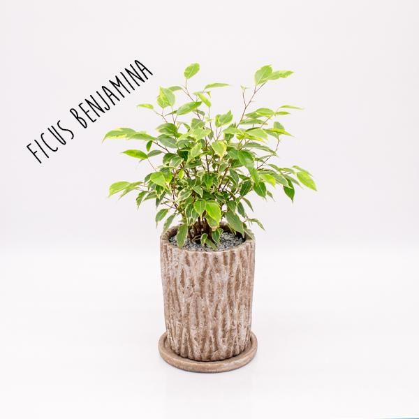 人気の斑入りベンジャミンなどの観葉植物を通信販売 国内最大級のガーデンセンター The Farm Universal から人気の観葉植物 希少な塊根 植物 珍しい多肉植物をお届けします 人気の斑入りベンジャミンなどの観葉植物を通信販売 国内最大級のガーデンセンター The Farm Universal から人気の観葉植物 希少な塊根 植物 珍しい多肉植物をお届けします
