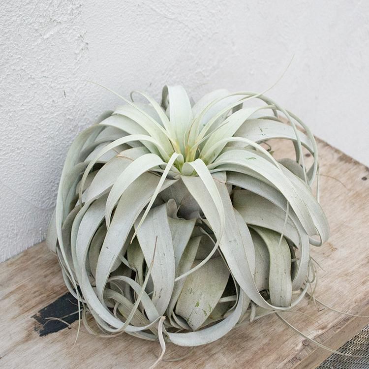 チランジア キセログラフィカ 観葉植物 多肉植物 塊根植物の通販 ネットショップ The Farm Universal Online Store チランジア キセログラフィカ 観葉植物 多肉植物 塊根植物の通販 ネットショップ The Farm Universal Online Store