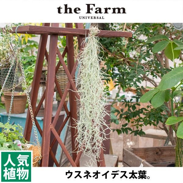 人気のチランジア ウスネオイデス太葉などのエアープランツを通信販売 国内最大級のガーデンセンター The Farm Universal から人気の観葉植物 希少な塊根植物 珍しい多肉植物をお届けします 人気のチランジア ウスネオイデス太葉などのエアープランツを通信販売 国内最大級のガーデンセンター The Farm Universal から人気の観葉植物 希少な塊根植物 珍しい多肉植物をお届けします