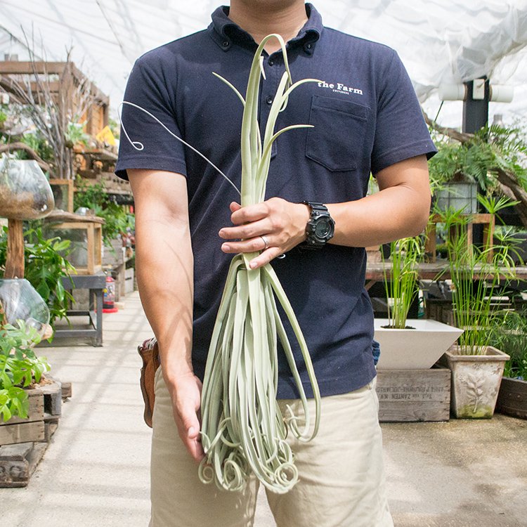 チランジア ドゥラティ - 観葉植物・多肉植物・塊根植物の通販・ネット