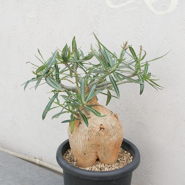 アデニウム ソマレンセの通信販売 ネットショップ 観葉植物 多肉植物 塊根植物の通販 ネットショップの The Farm Universal Online Store アデニウム ソマレンセの通信販売 ネットショップ 観葉植物 多肉植物 塊根植物の通販 ネットショップの The Farm Universal Online Store