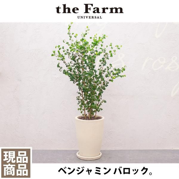 人気のベンジャミン バロックなどの観葉植物を通信販売 国内最大級のガーデンセンター The Farm Universal から人気の観葉植物 希少な塊根植物 珍しい多肉植物をお届けします