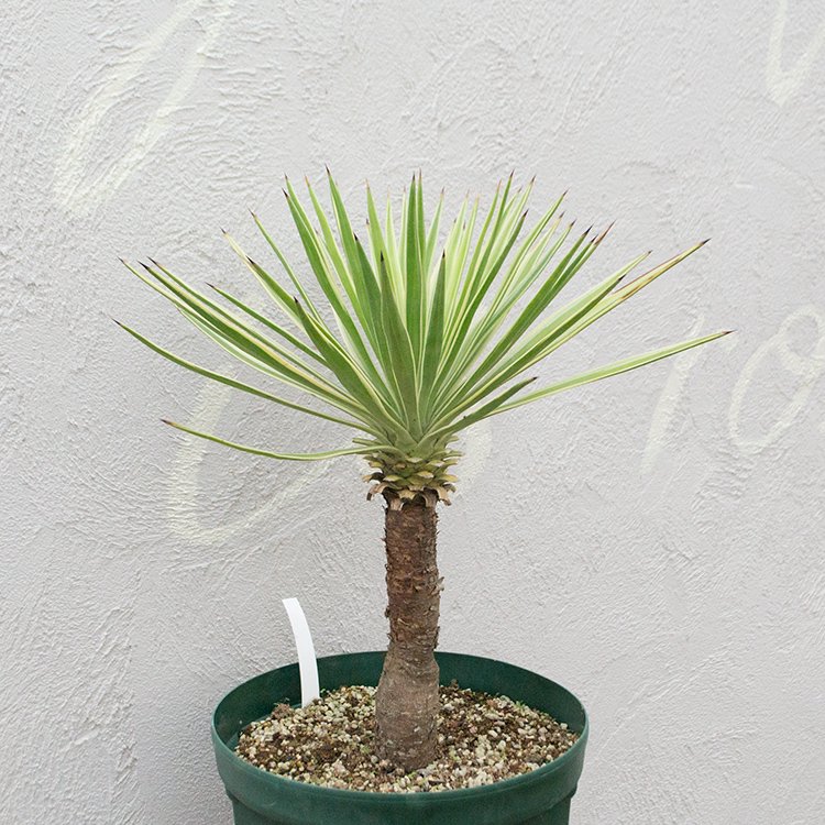 ユッカ アロイフォリア - 観葉植物・多肉植物・塊根植物の通販・ネット