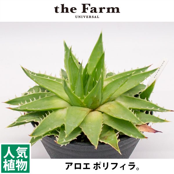 アロエ ポリフィラの通信販売・ネットショップ｜観葉植物・多肉植物 ...