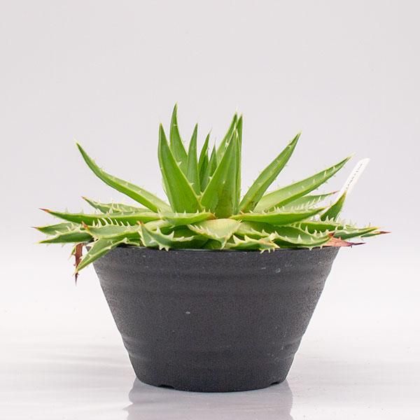 アロエ ポリフィラの通信販売 ネットショップ 観葉植物 多肉植物 塊根植物の通販 ネットショップの The Farm Universal Online Store アロエ ポリフィラの通信販売 ネットショップ 観葉植物 多肉植物 塊根植物の通販 ネットショップの The Farm Universal Online Store
