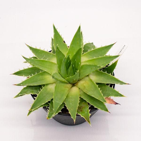 アロエ ポリフィラの通信販売 ネットショップ 観葉植物 多肉植物 塊根植物の通販 ネットショップの The Farm Universal Online Store アロエ ポリフィラの通信販売 ネットショップ 観葉植物 多肉植物 塊根植物の通販 ネットショップの The Farm Universal Online Store