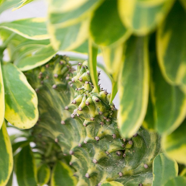 カナリアの止まり木の通信販売・ネットショップ｜観葉植物・多肉植物、塊根植物の通販・ネットショップの『the Farm UNIVERSAL ONLINE  STORE』