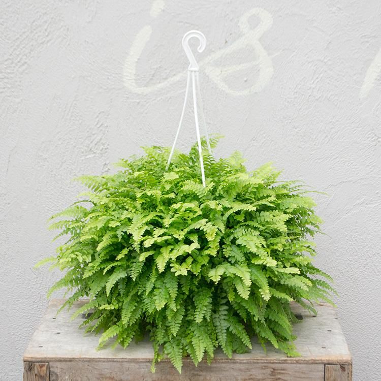 美しいシダ植物 ボストンファーン The Farm Universal Online Shop 美しいシダ植物 ボストンファーン The Farm Universal Online Shop