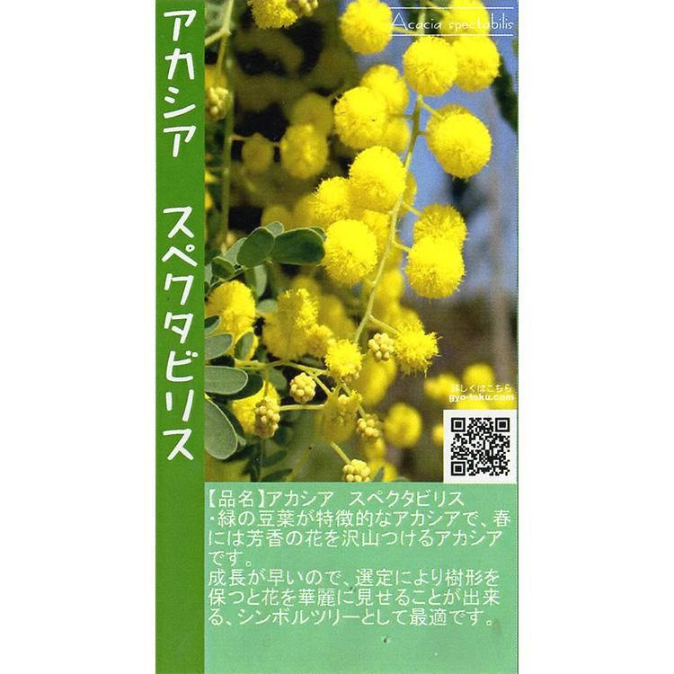 アカシア スペクタビリスの通信販売 ネットショップ 観葉植物 多肉植物 塊根植物の通販 ネットショップの The Farm Universal Online Store アカシア スペクタビリスの通信販売 ネットショップ 観葉植物 多肉植物 塊根植物の通販 ネットショップの The Farm Universal Online Store